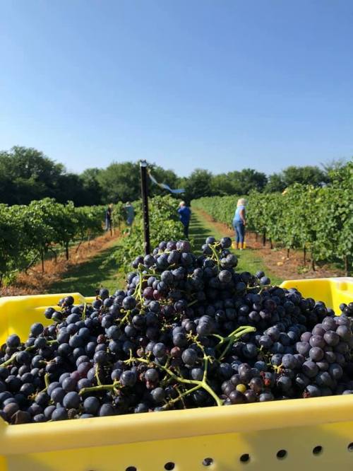 A close-up of a yellow basket filled with grapes, with vineyard workers harvesting in the background under a clear blue sky.