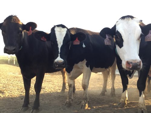 Three black and white cows standing close together in a dusty field, with ear tags visible on each.