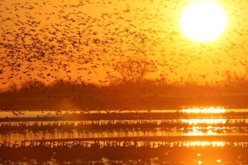 A stunning sunset over a lake, with flocks of birds flying against a vibrant orange sky.