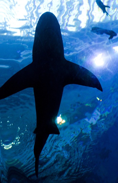 Silhouette of a large shark swimming underwater, surrounded by shimmering blue water and small fish.