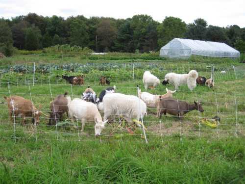 A variety of goats and sheep grazing in a fenced field with a greenhouse and garden in the background.