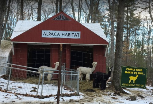 A red barn labeled "Alpaca Habitat" with four alpacas outside, surrounded by trees and a sign warning against feeding them.