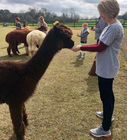 A woman feeds an alpaca in a grassy field, with people and other alpacas in the background.