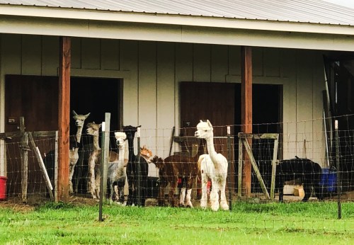 A group of llamas and alpacas standing outside a barn, with a fenced area and green grass in the foreground.