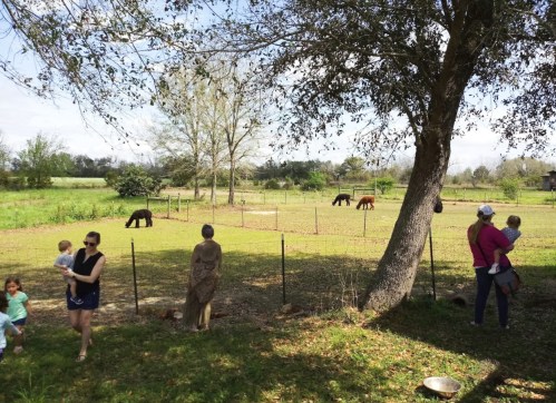 A sunny outdoor scene with people holding children, watching horses in a fenced area surrounded by trees.