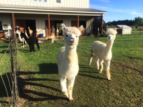A group of alpacas grazing in a sunny field near a barn, with two alpacas in the foreground looking at the camera.