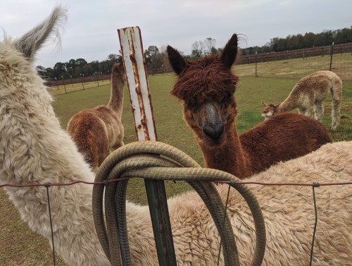 A group of llamas and alpacas in a grassy field, with one alpaca in the foreground looking curiously at the camera.
