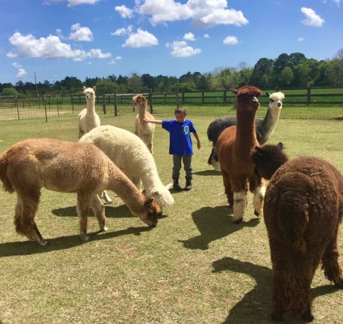 A child in a blue shirt interacts with a group of friendly alpacas in a sunny field.