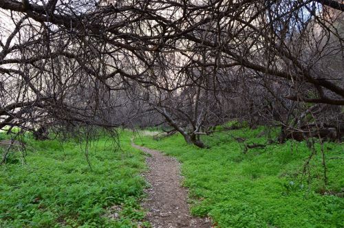 A winding dirt path through a dense, overgrown area with bare branches and vibrant green grass.