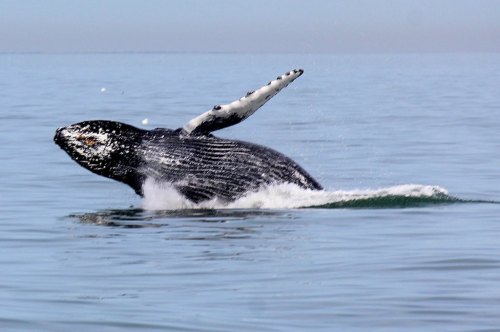 A humpback whale breaches the surface of calm water, splashing as it leaps with one fin raised.