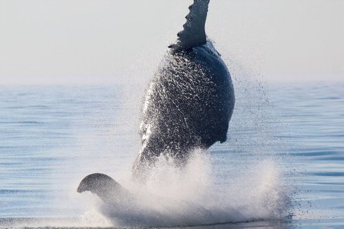 A whale breaches the surface of the water, creating a splash as it leaps into the air.