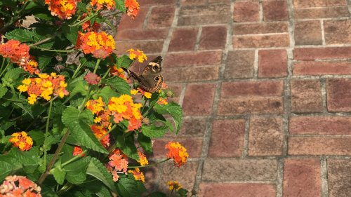 A butterfly perched on vibrant orange and yellow flowers, with a brick pathway in the background.