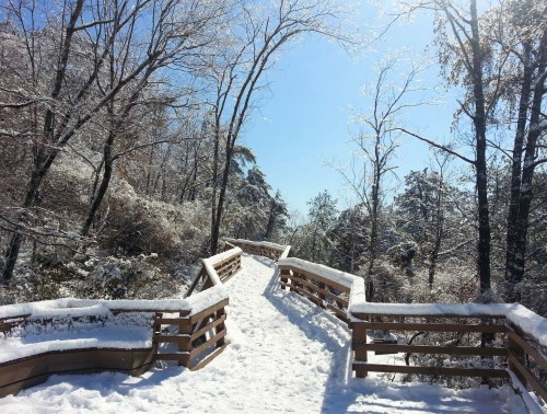 A snowy pathway with wooden railings, surrounded by trees and a clear blue sky.