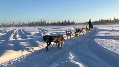 A dog sled team travels through a snowy landscape under a clear blue sky, with trees in the background.