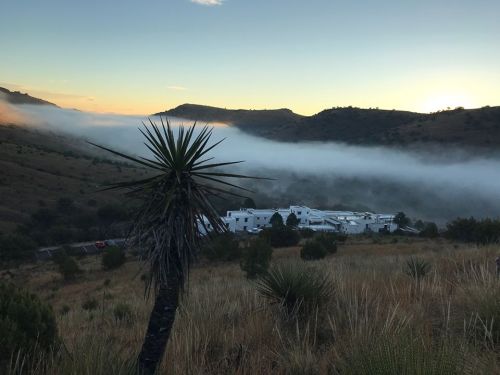 A misty landscape at dawn, featuring a spiky plant in the foreground and a white building nestled in the valley.