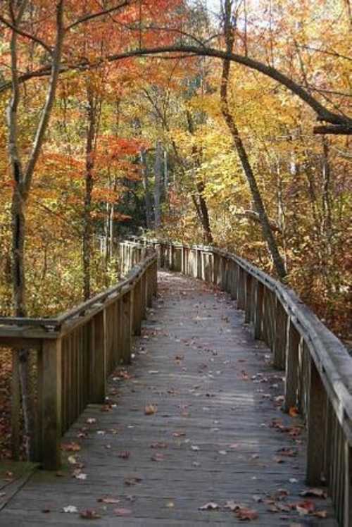 A wooden boardwalk winding through a vibrant autumn forest with colorful leaves on trees and ground.