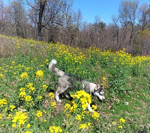 A husky walks through a field of bright yellow flowers on a sunny day, surrounded by trees.