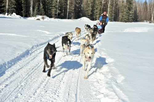 A team of sled dogs pulls a sled through snowy terrain, with a person and child riding in the sled. Pine trees in the background.