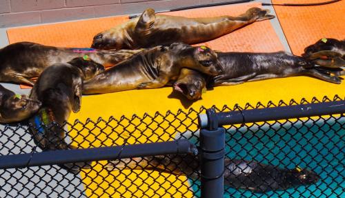 A group of sea lions lounging on a bright orange platform near a pool, with one swimming in the water below.
