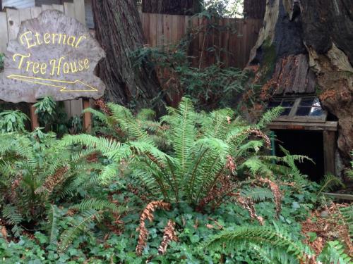 A whimsical tree house nestled among lush ferns and trees, with a sign reading "Eternal Tree House."