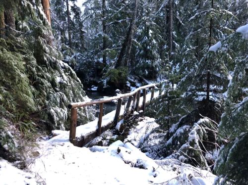 A wooden bridge over a snowy path in a dense forest, surrounded by tall evergreen trees.