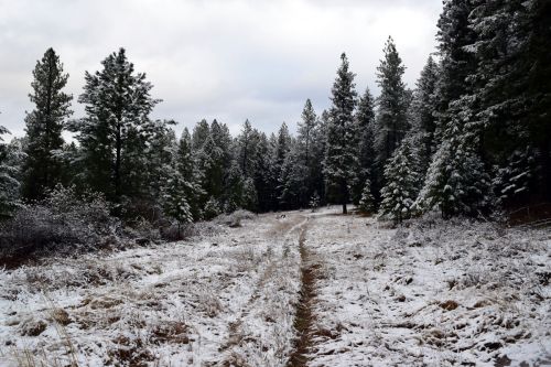 A snowy path through a forest of evergreen trees under a cloudy sky.