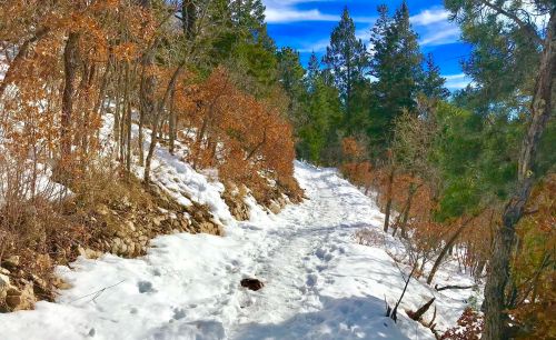 A snowy trail winding through a forest with sparse trees and patches of brown foliage under a blue sky.