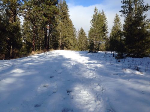 A snowy path winding through a forest of tall pine trees under a partly cloudy sky.