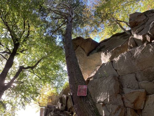 A tall tree beside a rocky cliff, with sunlight filtering through the leaves and a warning sign on the tree trunk.
