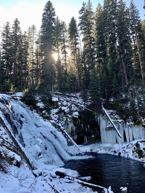A snowy waterfall surrounded by tall evergreen trees, with sunlight filtering through the forest.