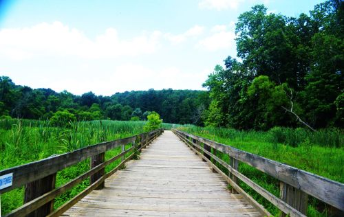 A wooden boardwalk leads through lush greenery and trees under a bright blue sky.