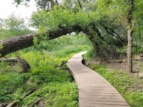 A winding wooden path through lush greenery, with a large tree arching over the trail.