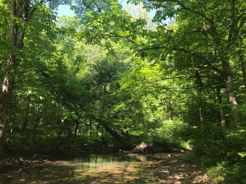 A serene forest scene with lush green trees surrounding a calm, shallow creek under a clear blue sky.