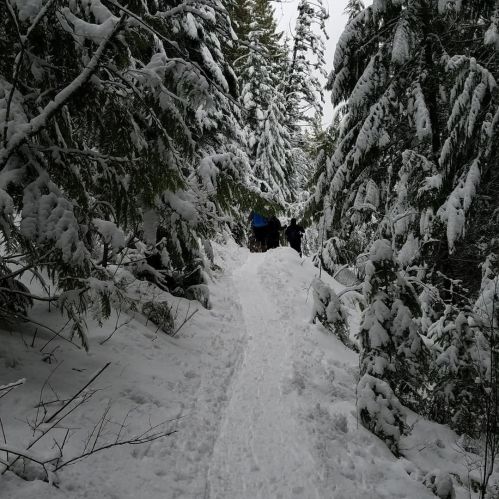 A snowy forest path surrounded by tall trees, with two people walking in the distance.