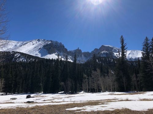 Snow-covered mountains under a clear blue sky, with tall trees in the foreground and sunlight shining brightly.