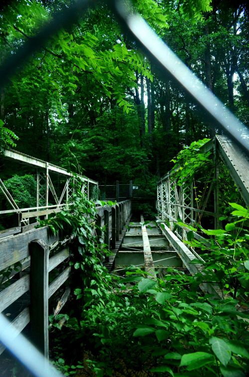 A dilapidated wooden bridge overgrown with greenery, viewed through a chain-link fence in a dense forest.