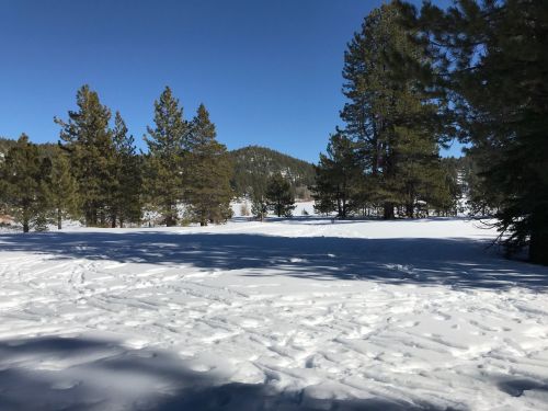 A snowy landscape with tall pine trees and a clear blue sky in the background.