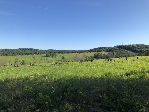 A lush green landscape with rolling hills under a clear blue sky, featuring scattered trees and distant power lines.