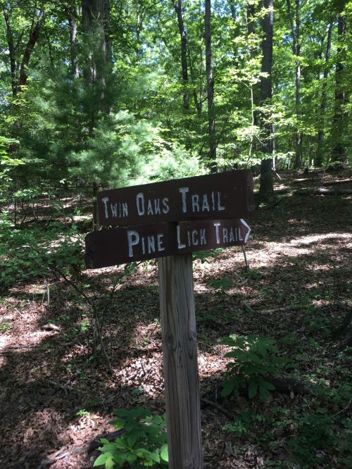 Wooden signpost in a forest pointing to Twin Oaks Trail and Pine Lick Trail, surrounded by green trees and foliage.