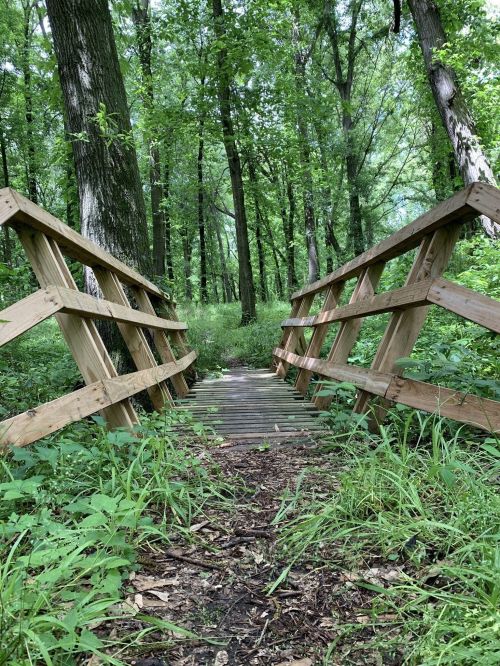 A wooden bridge leads through a lush green forest, surrounded by tall trees and dense foliage.