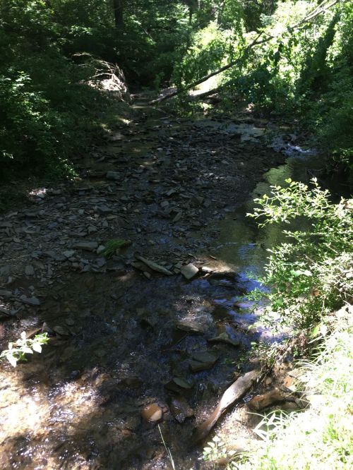 A serene creek flows through a lush, green forest, with rocks and vegetation lining the banks.