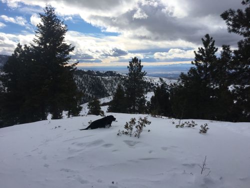 A black dog explores a snowy landscape surrounded by pine trees and distant mountains under a cloudy sky.