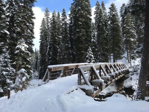 A wooden bridge covered in snow, surrounded by tall evergreen trees and a clear blue sky.