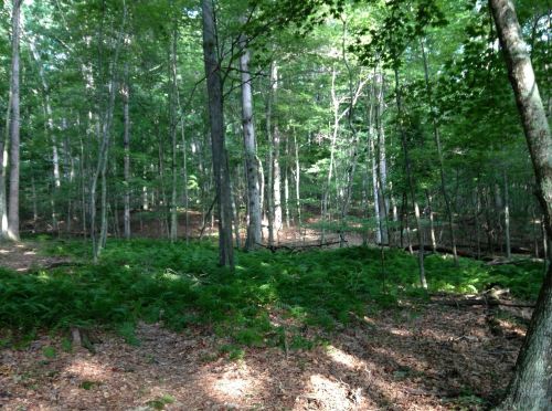 A serene forest scene with tall trees, lush ferns, and dappled sunlight filtering through the leaves.