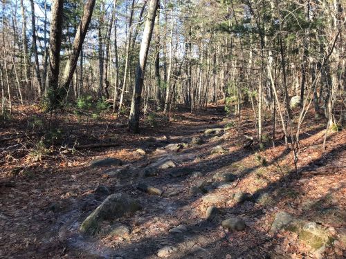 A rocky trail winding through a forest with tall trees and scattered leaves on the ground.