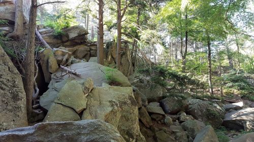 A rocky landscape surrounded by tall trees and lush greenery, with sunlight filtering through the foliage.