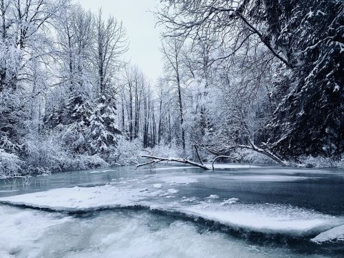 A serene winter landscape featuring a frozen river surrounded by snow-covered trees and a cloudy sky.