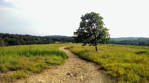 A winding dirt path leads through a grassy field, with a solitary tree and rolling hills in the background.