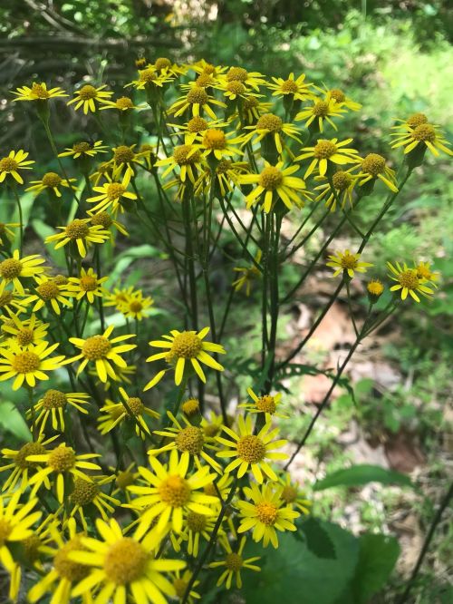 A cluster of bright yellow wildflowers blooms amidst green foliage in a natural setting.