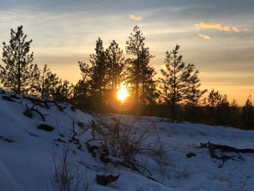 Sunset behind pine trees on a snowy landscape, with warm hues illuminating the sky.